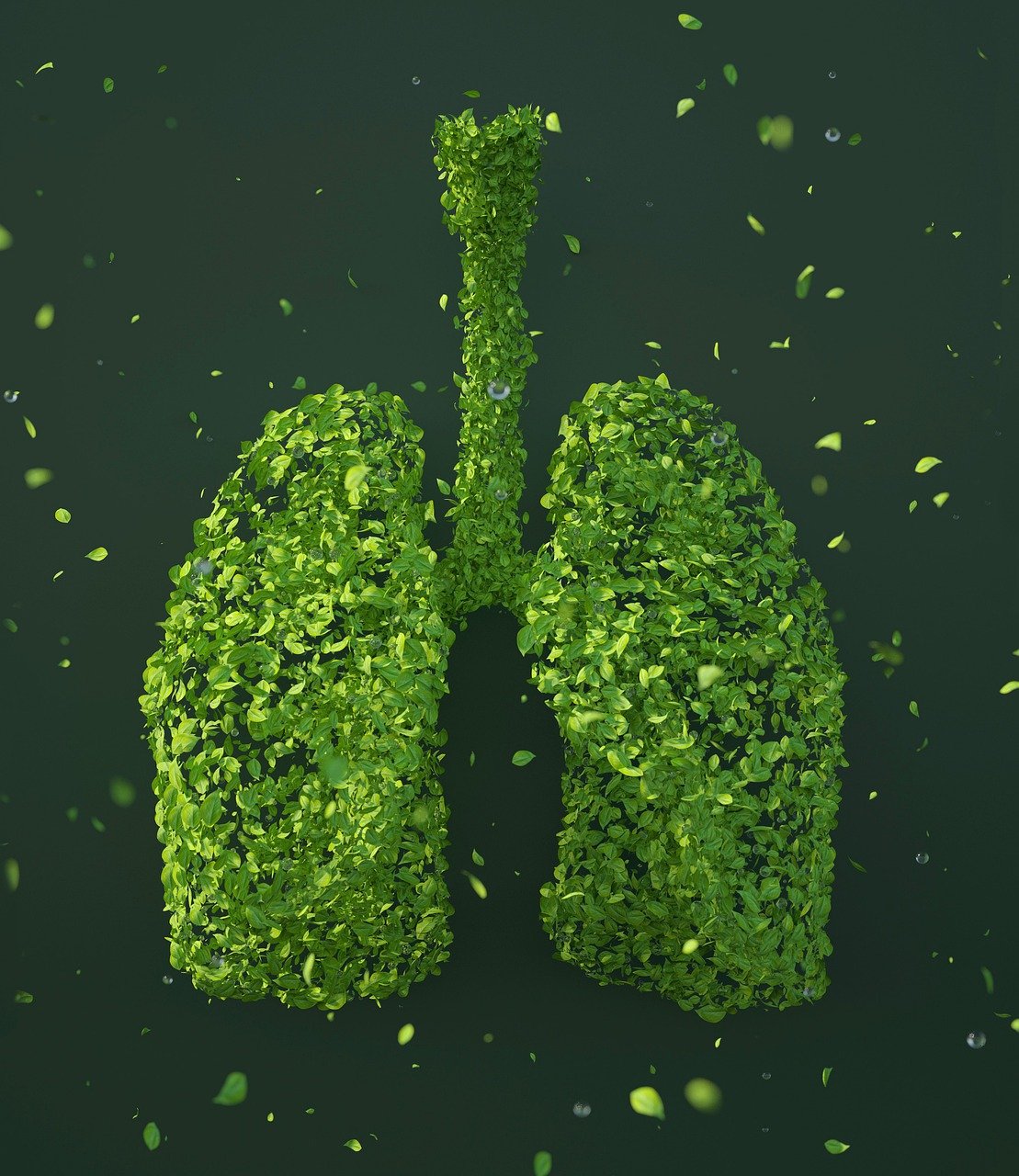 leaves, lungs, sustainability-5591439.jpg